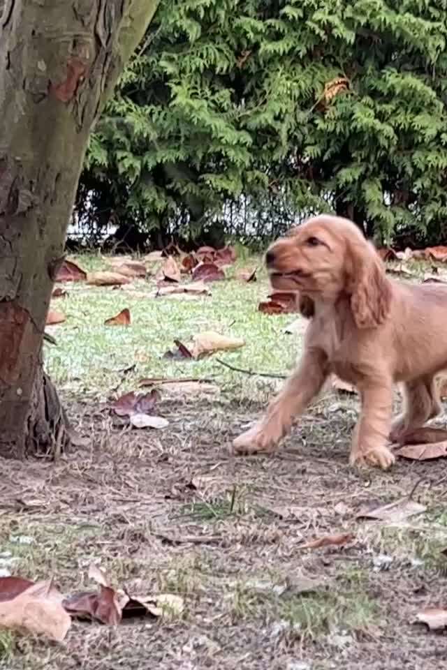 Video - Challenge Nr. 16 - Dein Hund als Welpe-Beitrag-Bild