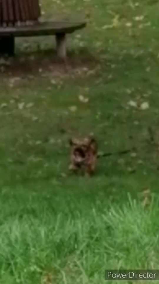 Zeigt hier Euer liebstes Video Eurer Hunde-Beitrag-Bild