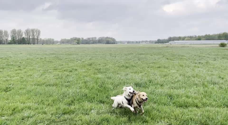Wo sind die Golden Retriever Liebhaber?-Beitrag-Bild