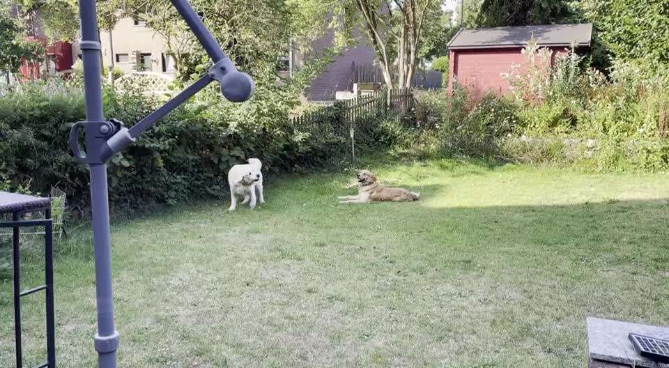 Wo sind die Golden Retriever Liebhaber?-Beitrag-Bild