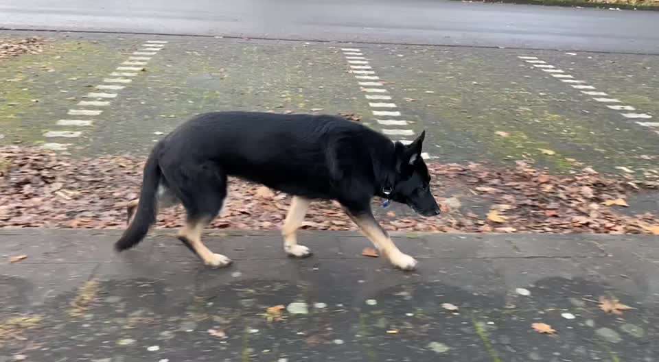 Hüftprobleme bei meiner Schäferhündin-Beitrag-Bild