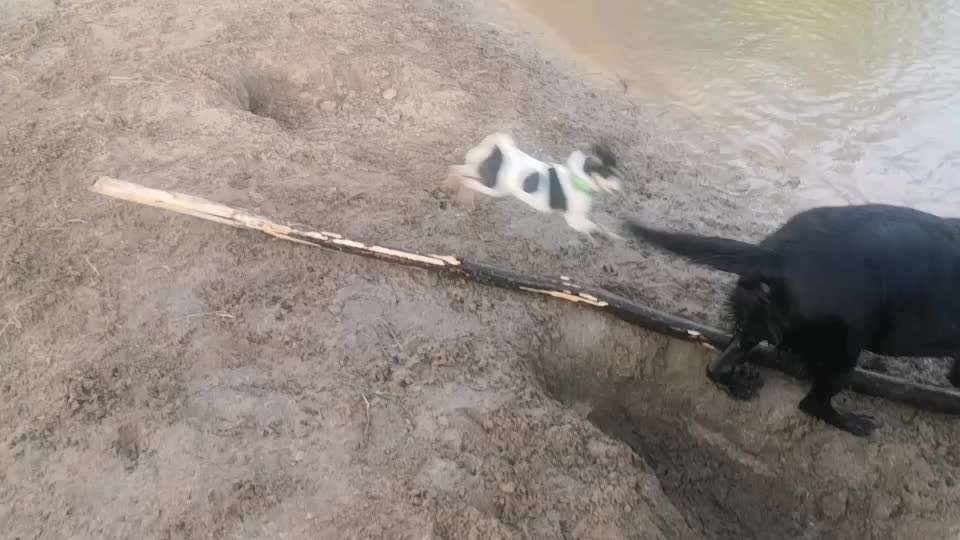 Miniatur Bull Terrier-Beitrag-Bild