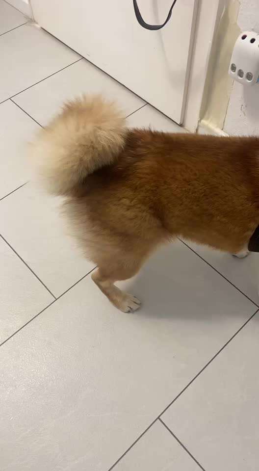 Shiba inu Probleme :)-Beitrag-Bild