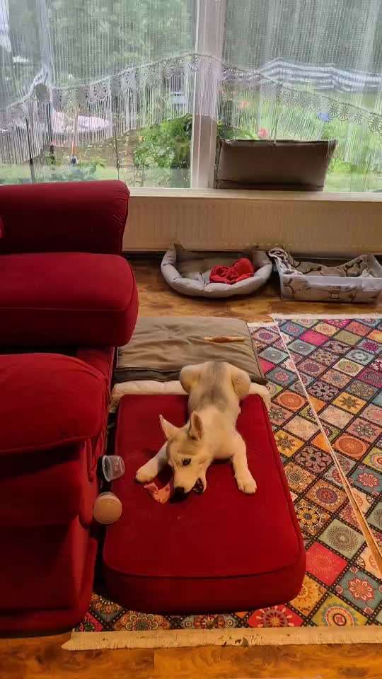 Barf Rohfütterung vs. industrielle Futtermittel-Beitrag-Bild