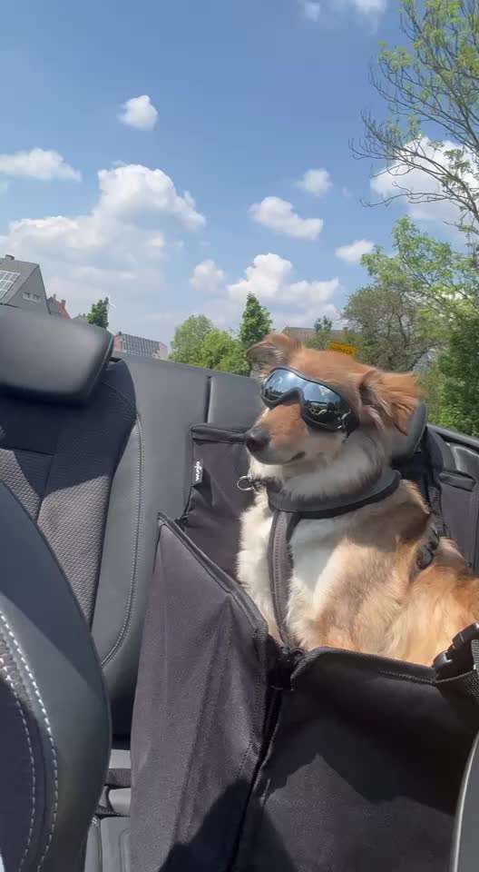 Hecheln bei der Autofahrt - längere Fahrten-Beitrag-Bild