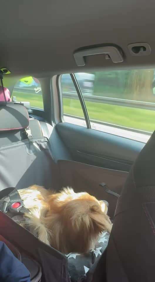 Hecheln bei der Autofahrt - längere Fahrten-Beitrag-Bild