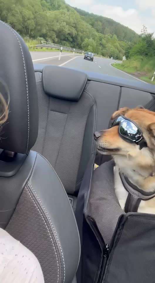 Hecheln bei der Autofahrt - längere Fahrten-Beitrag-Bild