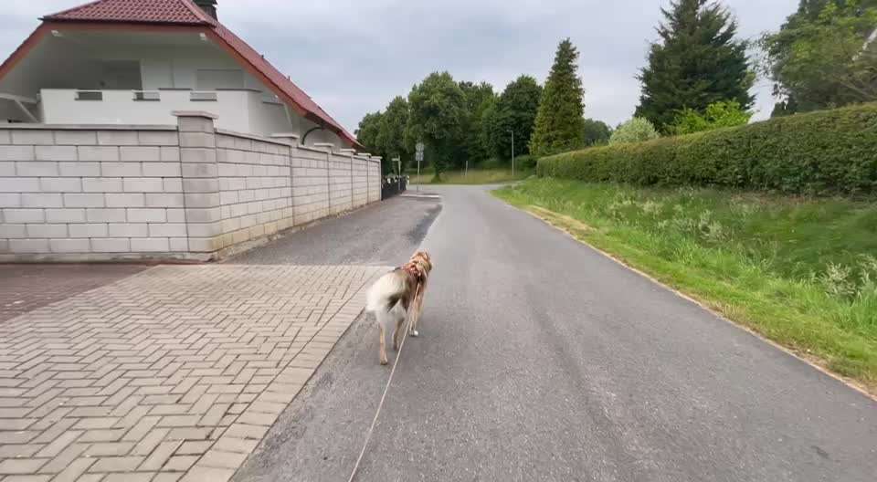 TierschutzhundeStammtisch🐕-Beitrag-Bild