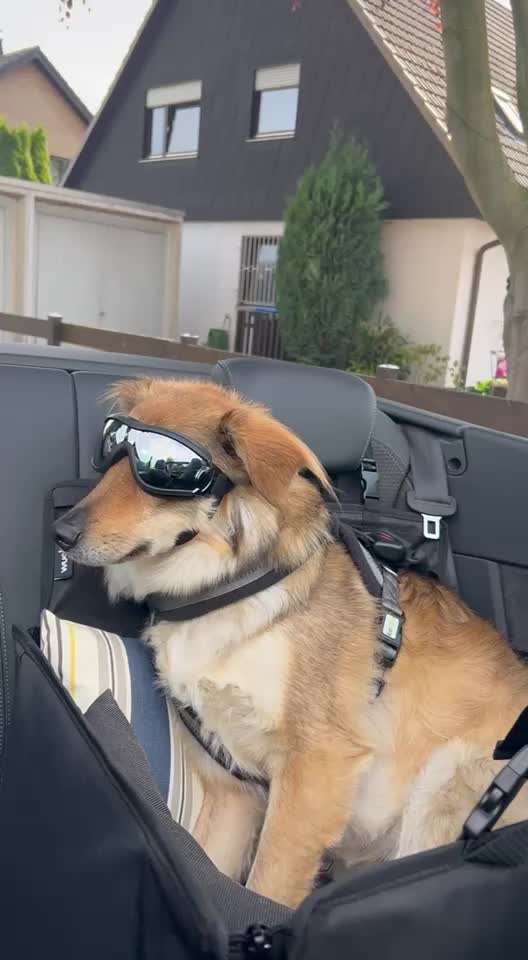 Hecheln bei der Autofahrt - längere Fahrten-Beitrag-Bild