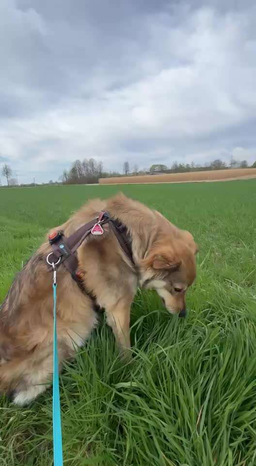 Fell kürzen wegen Hitzeempfindlichkeit-Beitrag-Bild