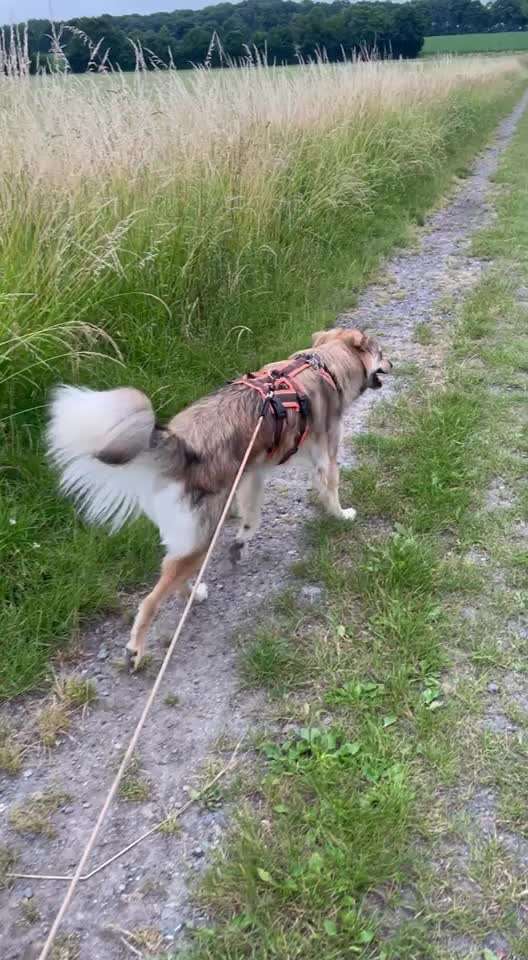 TierschutzhundeStammtisch🐕-Beitrag-Bild