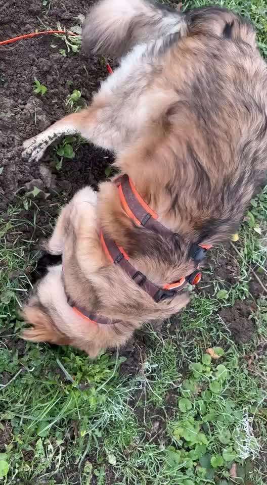 Fell kürzen wegen Hitzeempfindlichkeit-Beitrag-Bild