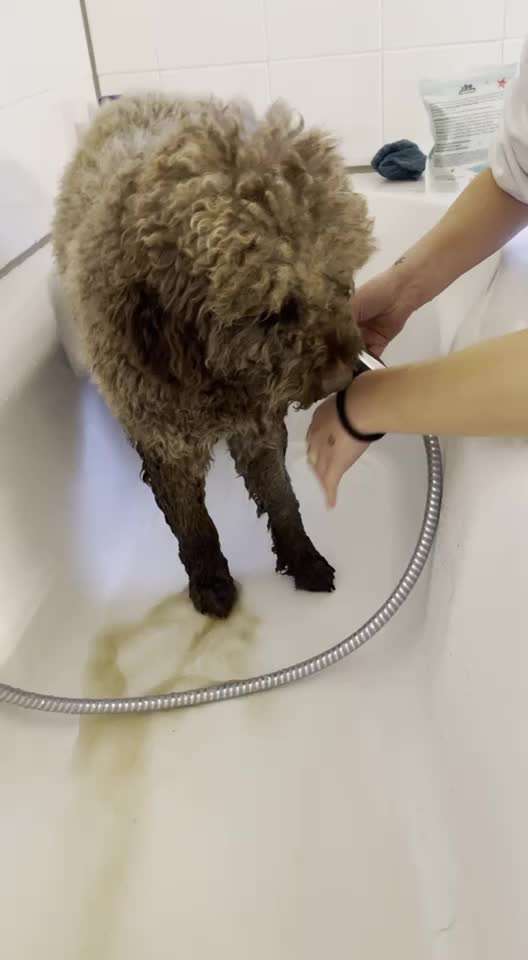 Lagotto Romagnolo Besitzer-Beitrag-Bild