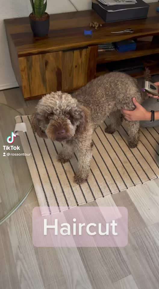 Lagotto Romagnolo Besitzer-Beitrag-Bild