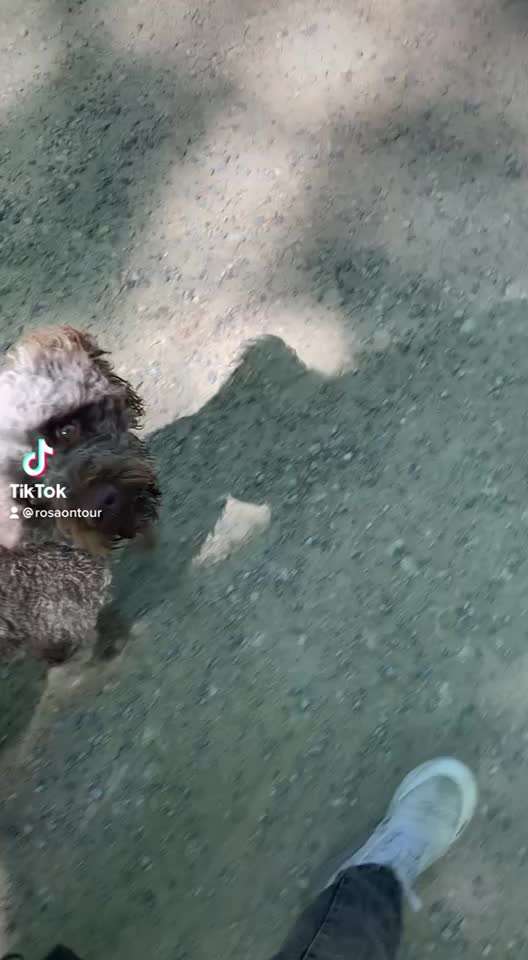 Lagotto Romagnolo Besitzer-Beitrag-Bild