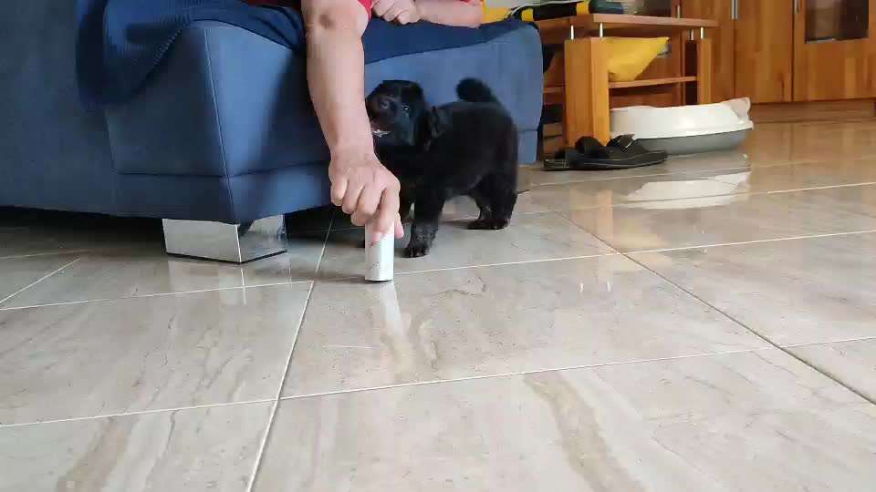 Wie kamst du zu deinem Hund?-Beitrag-Bild