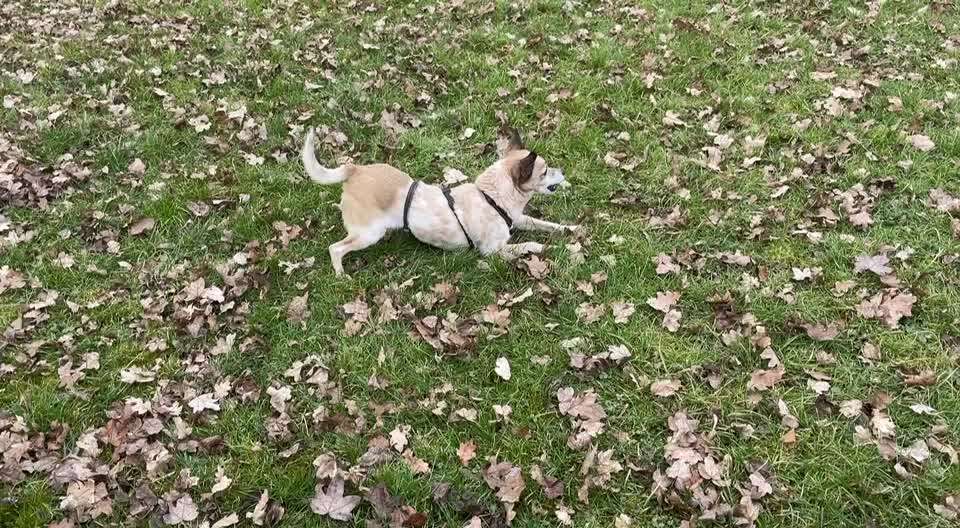 Fotosammlung: ,,Der natürliche Hund" Unbearbeitet, ungestellt und in Natura-Beitrag-Bild