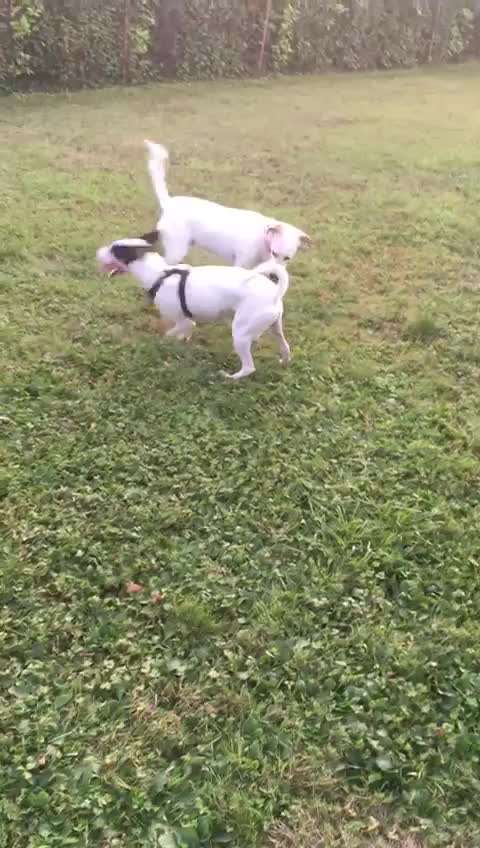 Ratonero Bodeguero Andaluz-Beitrag-Bild