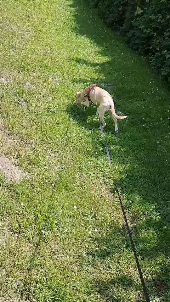 54. Impulskontrollchallenge  PAUSE MACHEN !-Beitrag-Bild