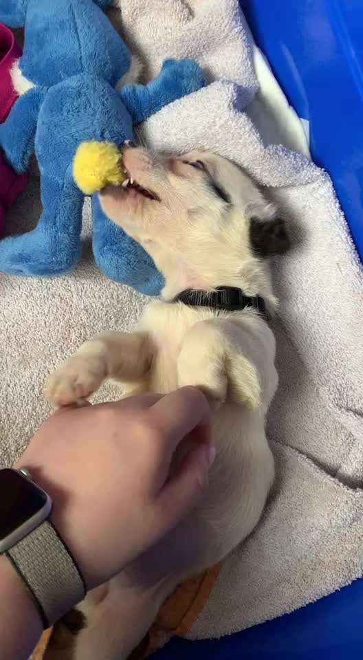 Jack Russel-Beitrag-Bild