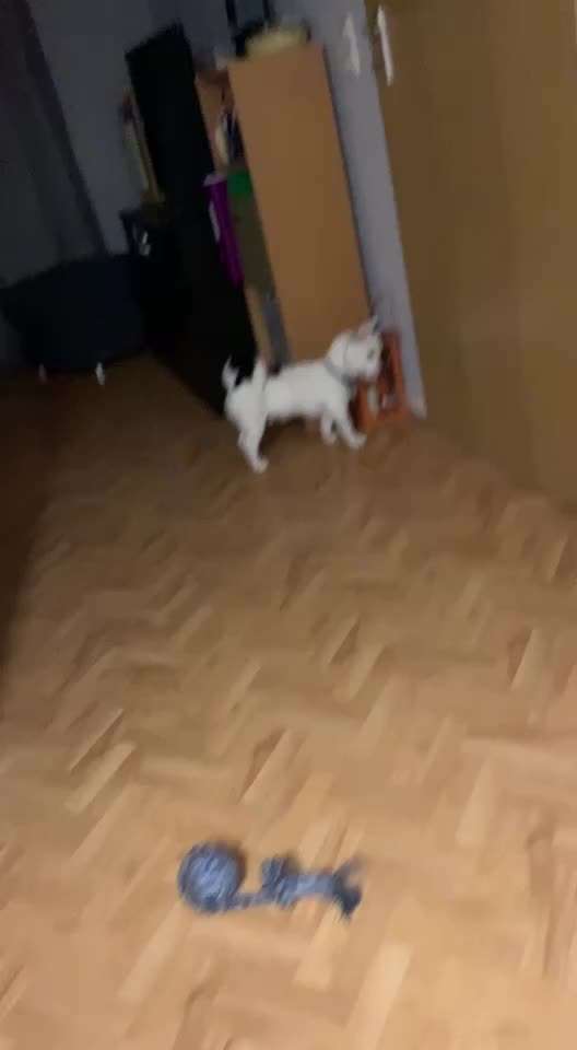 Mein Hund jault wenn jemand geht-Beitrag-Bild