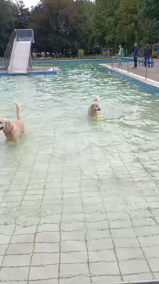 Wo sind die Golden Retriever Liebhaber?-Beitrag-Bild