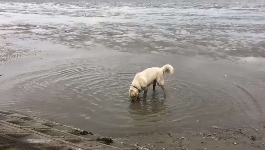 Wo sind die Golden Retriever Liebhaber?-Beitrag-Bild