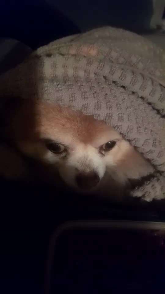 Zeigt mal die schönsten Bilder von euren Hunden !-Beitrag-Bild