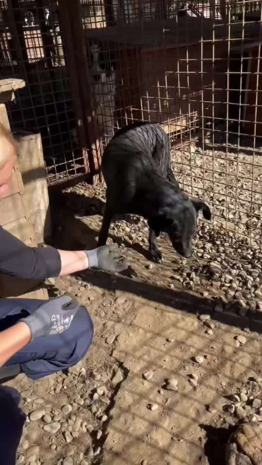 Tierschutzhunde suchen ein Zuhause-Beitrag-Bild