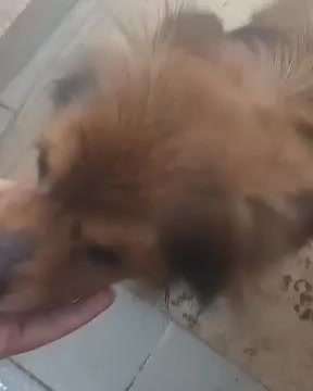 Tierschutzhunde suchen ein Zuhause-Beitrag-Bild