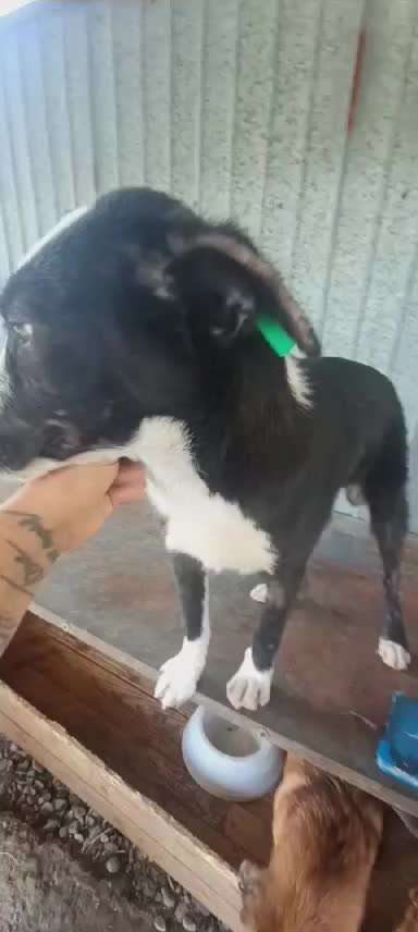 Tierschutzhunde suchen ein Zuhause-Beitrag-Bild