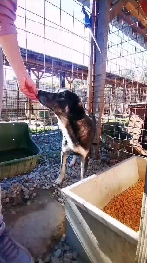 Tierschutzhunde suchen ein Zuhause-Beitrag-Bild