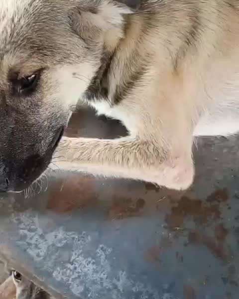 Tierschutzhunde suchen ein Zuhause-Beitrag-Bild