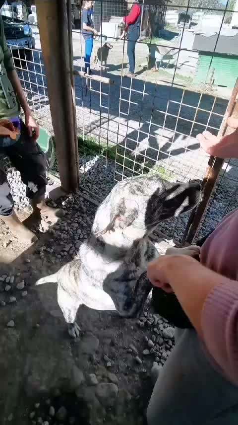 Tierschutzhunde suchen ein Zuhause-Beitrag-Bild