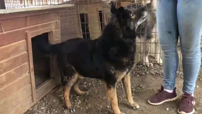 Tierschutzhunde suchen ein Zuhause-Beitrag-Bild