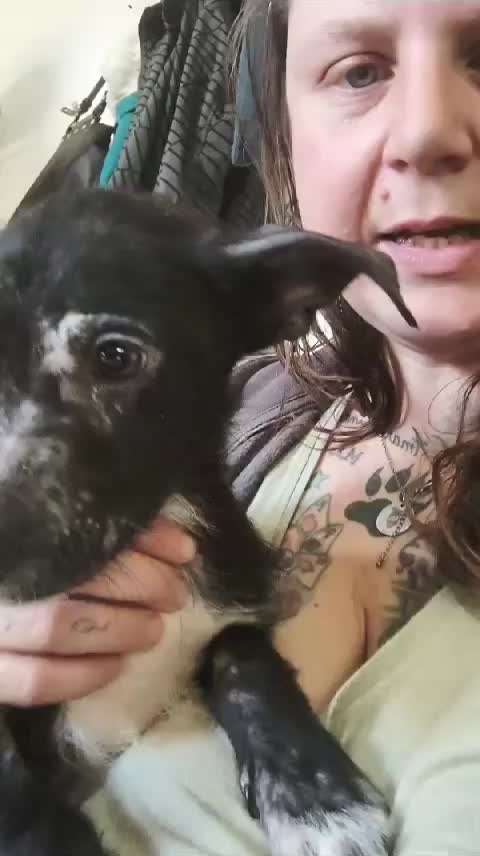 Tierschutzhunde suchen ein Zuhause-Beitrag-Bild