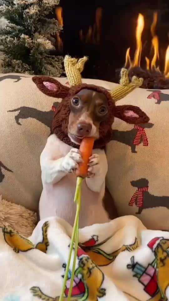 Hier ist der Spaßthread. Zum Schmunzeln und Kaputtlachen-Beitrag-Bild