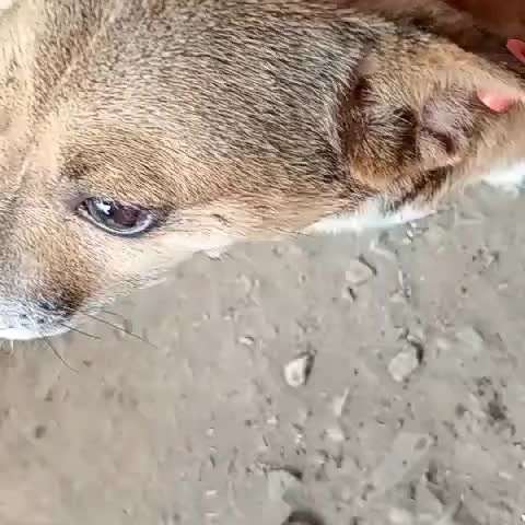 Tierschutzhunde suchen ein Zuhause-Beitrag-Bild