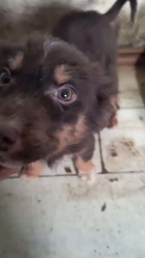 Tierschutzhunde suchen ein Zuhause-Beitrag-Bild