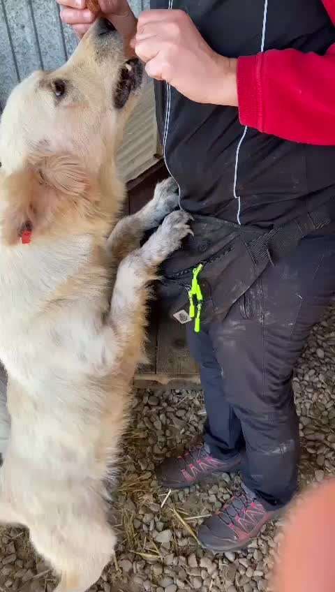 Tierschutzhunde suchen ein Zuhause-Beitrag-Bild