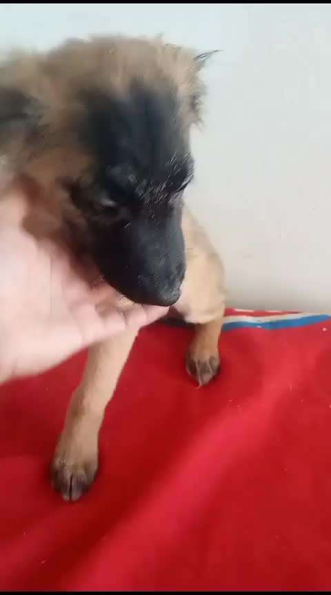 Tierschutzhunde suchen ein Zuhause-Beitrag-Bild