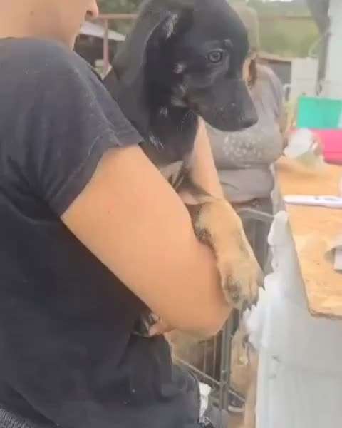 Tierschutzhunde suchen ein Zuhause-Beitrag-Bild