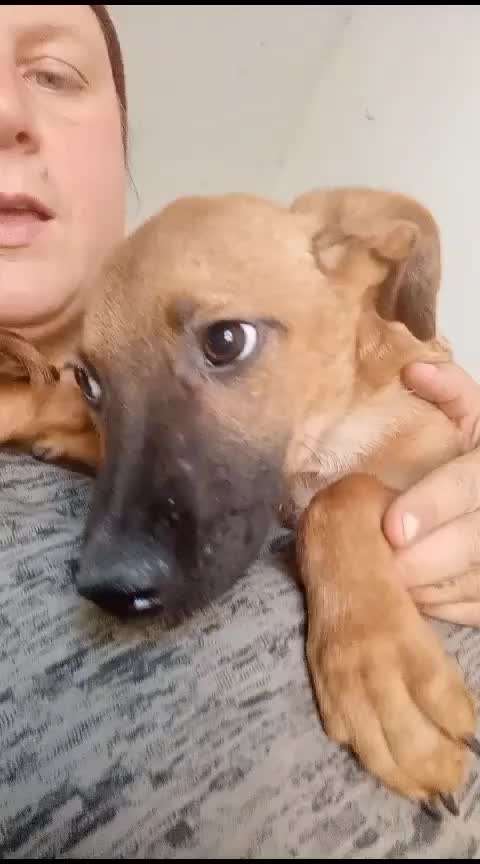 Tierschutzhunde suchen ein Zuhause-Beitrag-Bild