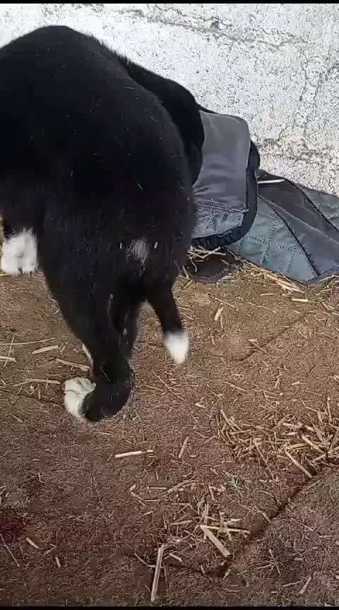 Tierschutzhunde suchen ein Zuhause-Beitrag-Bild