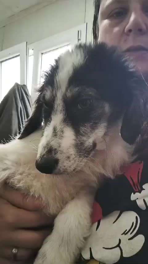 Tierschutzhunde suchen ein Zuhause-Beitrag-Bild