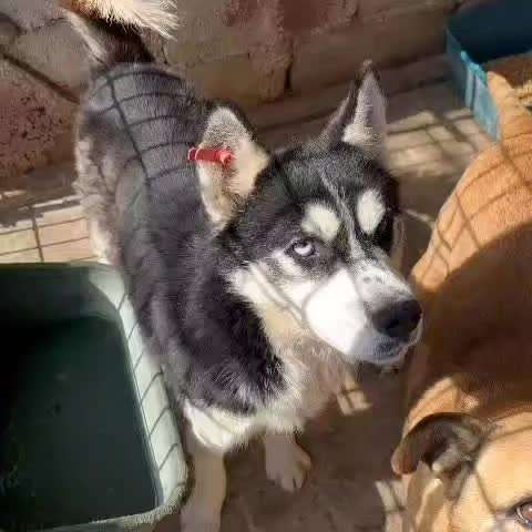 Tierschutzhunde suchen ein Zuhause-Beitrag-Bild