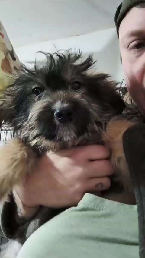 Tierschutzhunde suchen ein Zuhause-Beitrag-Bild