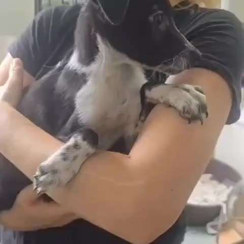 Tierschutzhunde suchen ein Zuhause-Beitrag-Bild