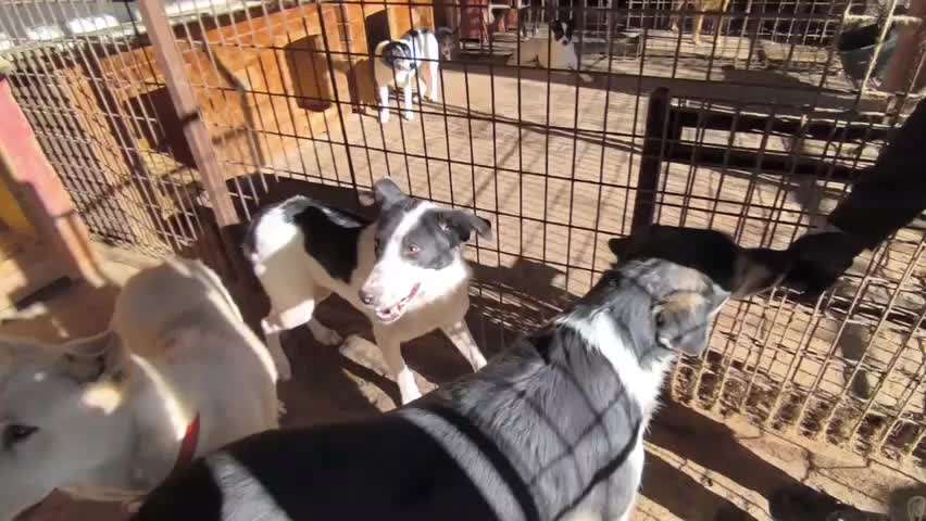 Tierschutzhunde suchen ein Zuhause-Beitrag-Bild