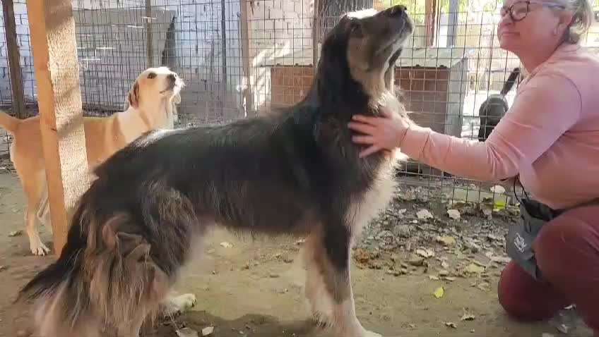 Tierschutzhunde suchen ein Zuhause-Beitrag-Bild